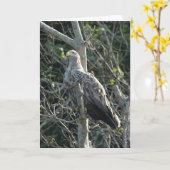 スコットランドのシーイーグル カード (黄色い花)