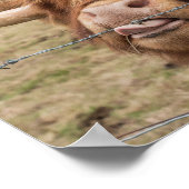 スコットランドのハイランドの牛の写真ポスター ポスター (角)