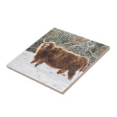 スコットランドのハイランド牛 タイル (側面)