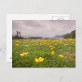 スコットランドのバターカップ ポストカード (正面/裏面)