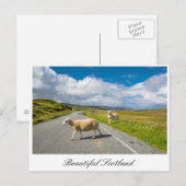 スコットランドのヒツジ付きポストカード ポストカード (正面/裏面)