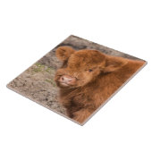 スコットランドのベビーの高地牛 タイル (側面)