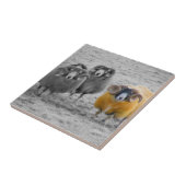 スコットランドのラム タイル (側面)