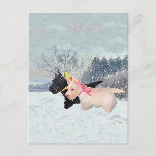 スコットランドの子犬 ポストカード (正面)