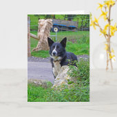 スコットランドの羊犬 カード (黄色い花)