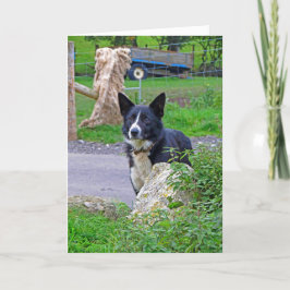 スコットランドの羊犬 カード