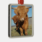 スコットランドの高地の牛の近くに メタルオーナメント (右)