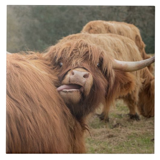 スコットランドの高地牛タイル タイル (正面)