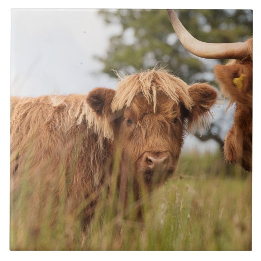 スコットランドの高地牛タイル タイル (正面)