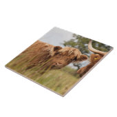 スコットランドの高地牛タイル タイル (側面)