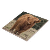 スコットランドの高地牛タイル タイル (側面)