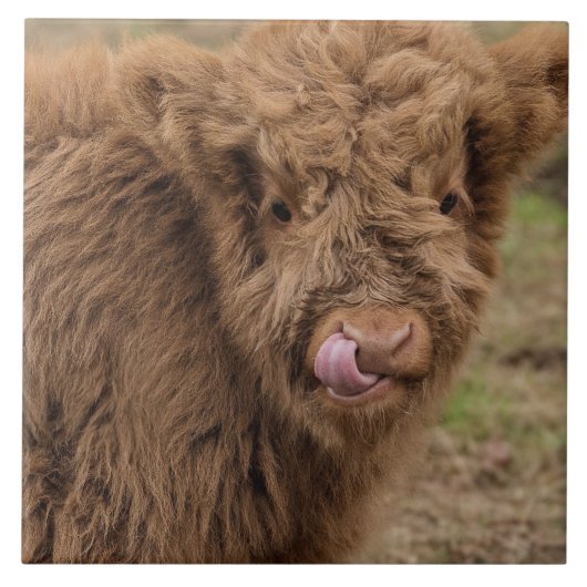 スコットランドの高地牛タイル タイル (正面)