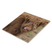 スコットランドの高地牛タイル タイル (側面)