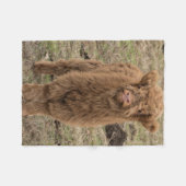 スコットランドの高地牛写真毛布 フリースブランケット (正面(横))