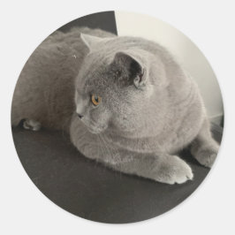 スコットランドキャットシール ラウンドシール