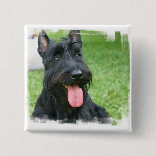 スコットランドテリア犬ボタン 缶バッジ (正面)