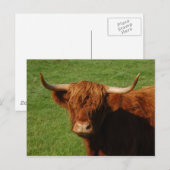 スコットランドハイランド牛のポストカード ポストカード (正面/裏面)