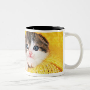 スコットランド人の折目; 自然のの猫の品種はあります ツートーンマグカップ
