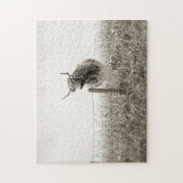 スコットランド牛写真 ジグソーパズル