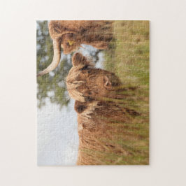 スコットランド牛写真 ジグソーパズル