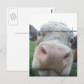 スコットランド牛 ポストカード (正面/裏面)