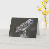 スコットランド短耳フクロウ カード (黄色い花)