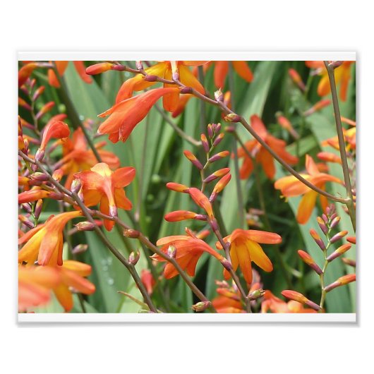 スコットランド花模様 フォトプリント            (正面)