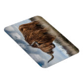 スコットランド高原の長毛 マグネット (右側)