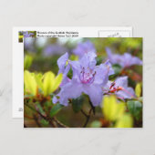 スコットランド高地の花 ポストカード (正面/裏面)