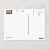 スコットランド高地の花 ポストカード (裏面)