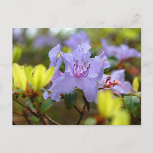 スコットランド高地の花 ポストカード (正面)