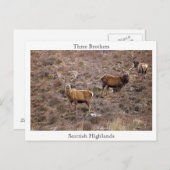 スコットランド高地の3兄弟 ポストカード (正面/裏面)