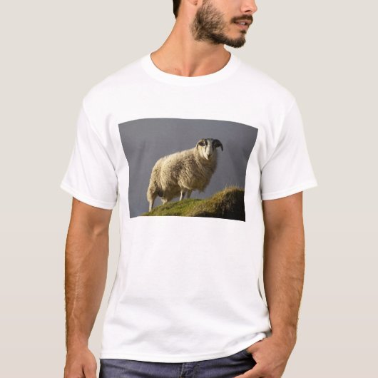 スコットランド スカイ島 トロッタニッシュ半島の羊 Tシャツ (正面)