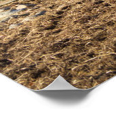 スコットランド、ハイランドキャトルブル ポスター (角)