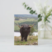 スコットランド，ブラックハイランド牛 ポストカード (スタンド正面)