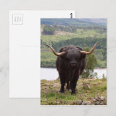 スコットランド，ブラックハイランド牛 ポストカード (正面/裏面)