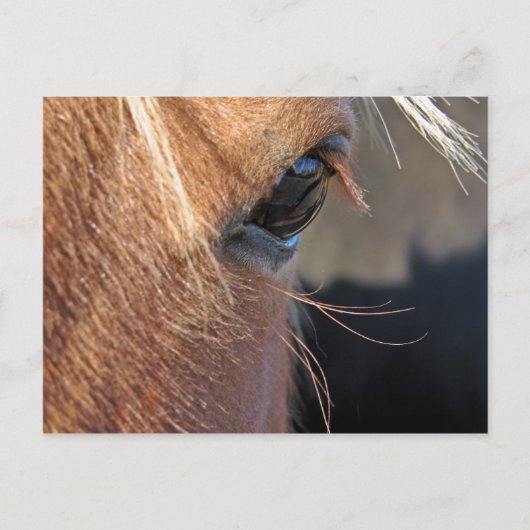 スコット極値 ポストカード (正面)