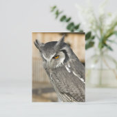 スコップフクロウポートレート葉書 ポストカード (スタンド正面)