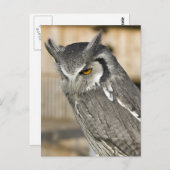 スコップフクロウポートレート葉書 ポストカード (正面/裏面)