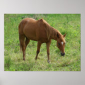 スコッ食べチ ポスター (正面)