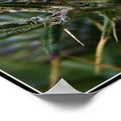 スコティッシュティスルファインアート写真 ポスター (角)