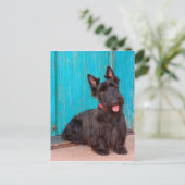 スコティッシュテリアがカラフルの入り口に座って ポストカード (スタンド正面)