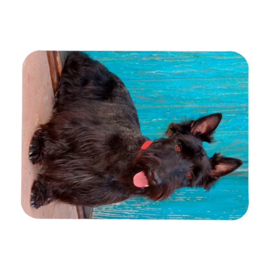 スコティッシュテリアがカラフルの入り口に座って マグネット (横)