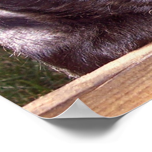 スコティッシュテリア黒い幸せな子犬が閉まる ポスター (角)