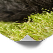 スコティッシュテリア ポスター (角)