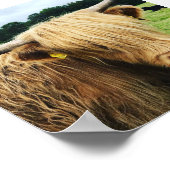 スコティッシュハイランドカウアートフォトプリント ポスター (角)