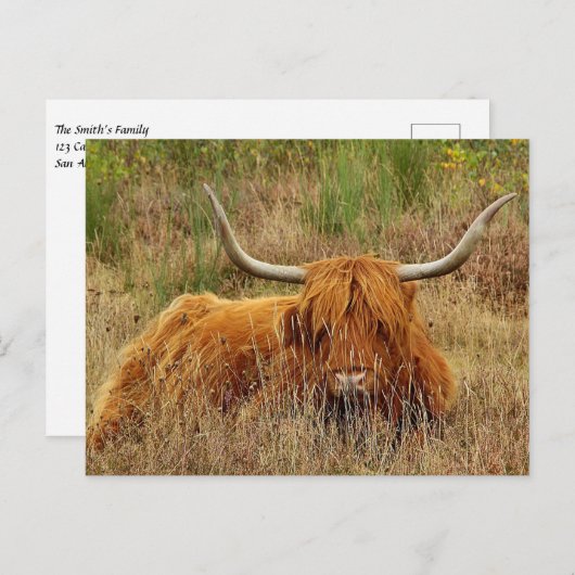 スコティッシュハイランドカウハガキ ポストカード (正面/裏面)