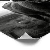 スコティッシュハイランドカウブラック&ホワイト写真 ポスター (角)