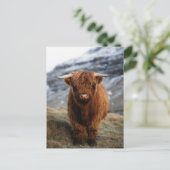 スコティッシュハイランドカーフフォトポストカード ポストカード (スタンド正面)