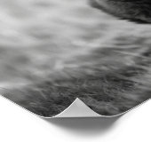 スコティッシュハイランドカーフベビー牛 ポスター (角)